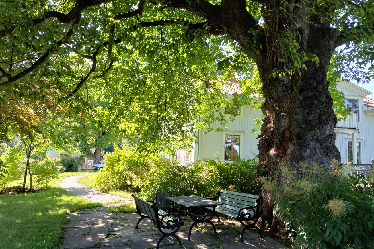Parkbänkar i skuggan under lummig alm i herrgårdsträdgård.