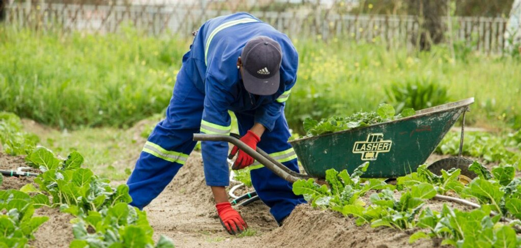 En sommarjobbande ungdom som rensar en rabatt