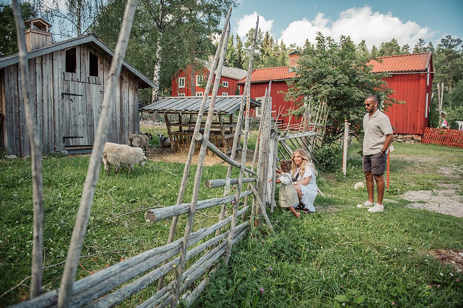 En kvinna och ett barn står vid en gärdsgård och tittar på får på Norra Berget i Sundsvall. Bredvid dem står en man som ser väldigt glad ut. Gräset är grönt och det står flera röda byggnader i bakgrunden.